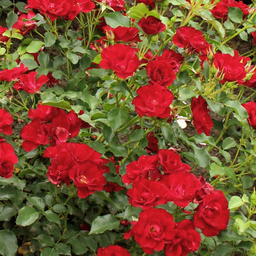 Thumbnail - KORDES ROSEN Rose »Marondo« - bunt