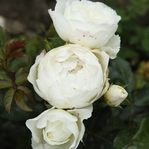 Thumbnail - KORDES ROSEN Strauchrose, Rosa »Weisse Wolke®«, Blüte: weiß, gefüllt