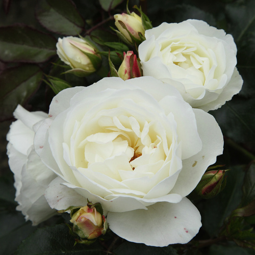 Thumbnail - KORDES ROSEN Strauchrose, Rosa »Weisse Wolke®«, Blüte: weiß, gefüllt