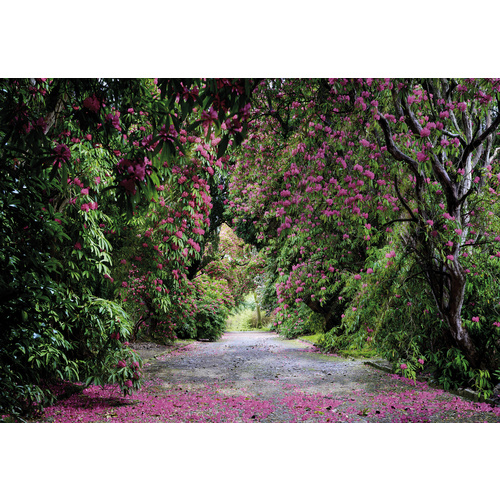 Komar Fototapete Wicklow Park 368 cm x 254 cm