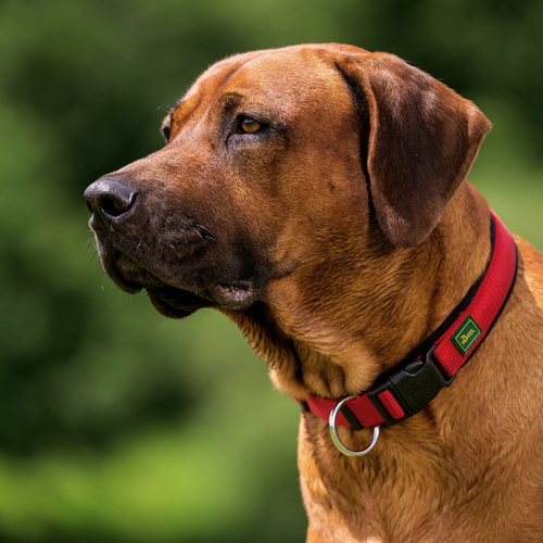 Thumbnail - HUNTER Halsung, Gr. S, rot/schwarz