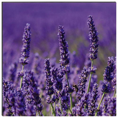 mySPOTTI Küchenrückwand »Lavendel«, Aluverbund, Lavendel-Design