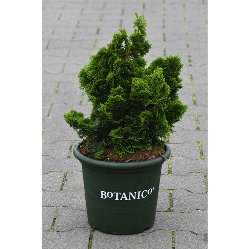 Botanico Nadelgehölz »Nana Gracilis«, max. Wuchshöhe: 1,5 cm