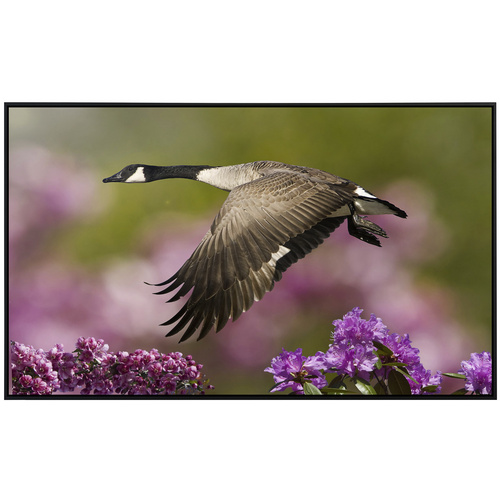 Thumbnail - papermoon Infrarotheizung »EcoHeat - Vogel mit Blumen«, Matt-Effekt - bunt