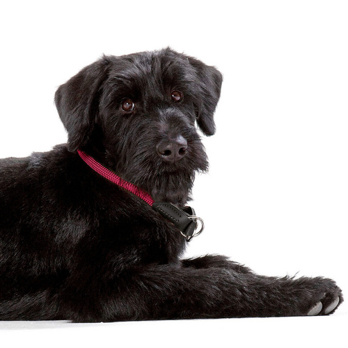 Thumbnail - HUNTER Dressurhalsung, Gr. L, himbeerrot - rosa