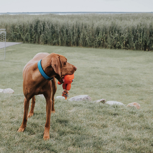 Thumbnail - HUNTER Halsband, Gr. L-XL, türkis - tuerkis