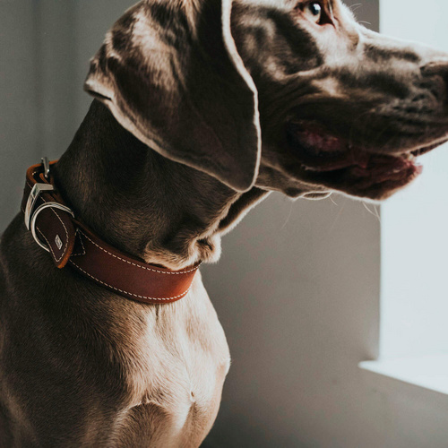 Thumbnail - HUNTER Halsband, Gr. XXS-XS, cognacfarben - braun