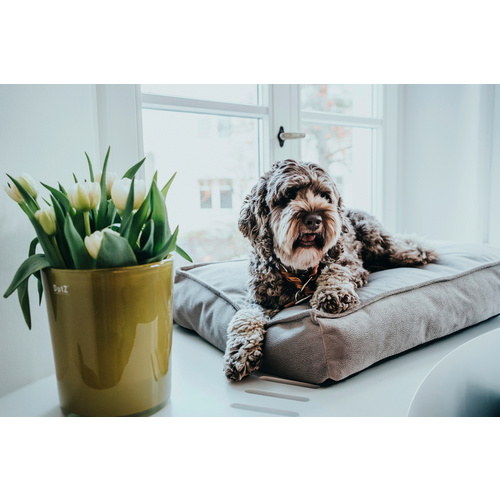 HUNTER Orthopädische Hundematte »Merida«, Orthopädisches Hundekissen Merida M (75 x 50 cm), taupe - grau