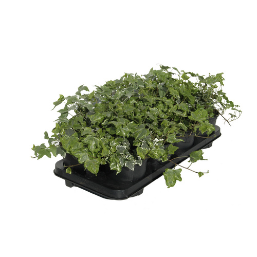 HELIX PFLANZEN Bodendecker, T13, bunt, 6er Set