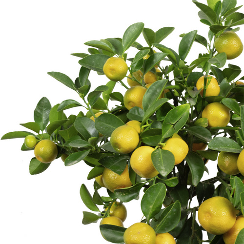 Flowerbox Calamondinorange, Citrofortunella Microcarpa - gruen