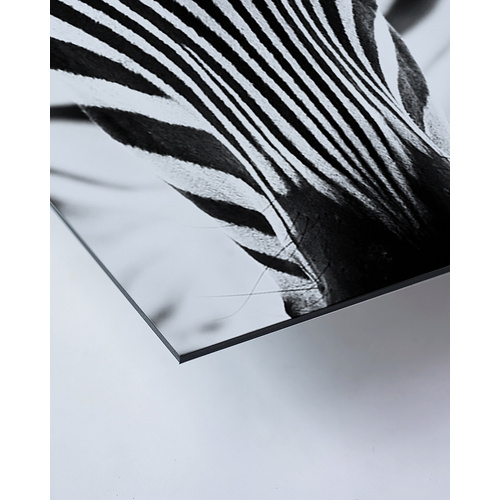 ANY IMAGE Kunstdruck »Zebra I«, mehrfarbig, Alu-Dibond - bunt