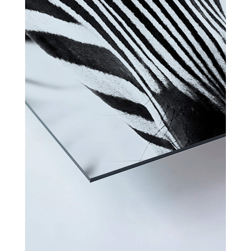 ANY IMAGE Kunstdruck »Zebra I«, mehrfarbig, Alu-Dibond - bunt