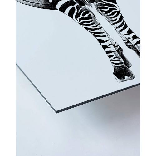 ANY IMAGE Kunstdruck »Zebra II«, mehrfarbig, Alu-Dibond - bunt