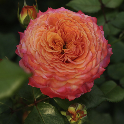 Thumbnail - KORDES ROSEN Beetrose, Rosa »Meteor®«, Blüte: mehrfarbig, stark gefüllt - bunt