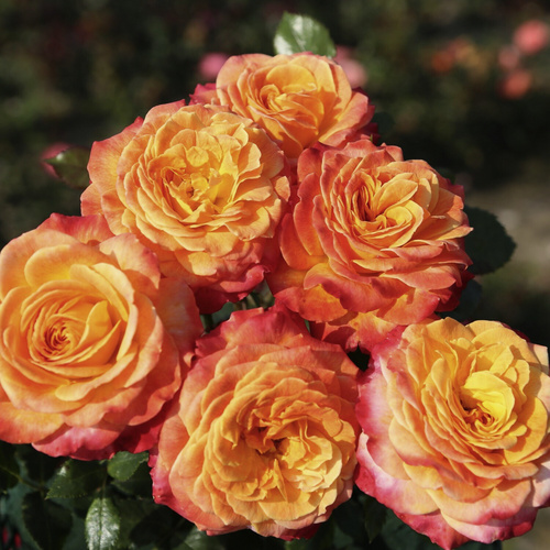 Thumbnail - KORDES ROSEN Beetrose, Rosa »Meteor®«, Blüte: mehrfarbig, stark gefüllt - bunt