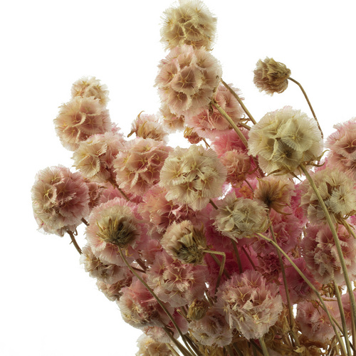 Flowerbox Trockenblumen »Skabiose Kugel« - rosa