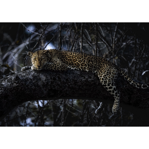 Komar Fototapete Panthera, glatt, bedruckt, Comic, Retro, mehrfarbig, BxH: 400x280 cm, glatt, bedruckt