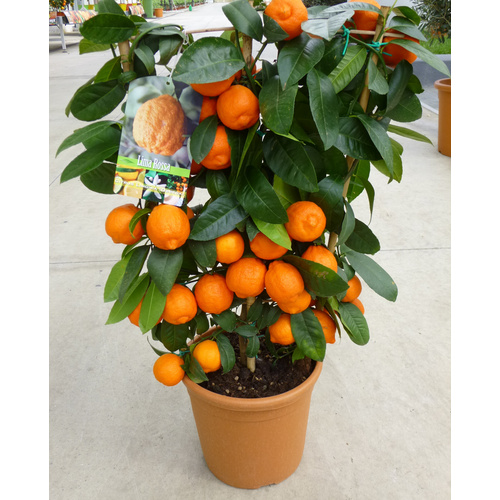 Gartenkrone Zitruspflanze, Citrus limon ...