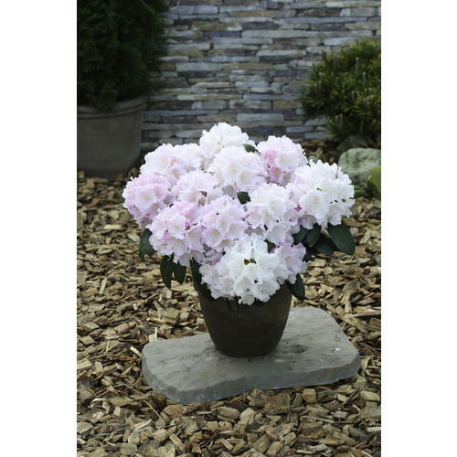 Easydendron® Großblumige Alpenrose, Rhododendron  yakushimanum »Schneekrone«, Blüte: weiß