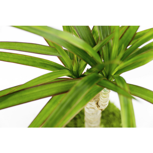 Kibonu Kibonu Drachenbaum, Dracaena marginata »Dracaena Marginata« - gruen