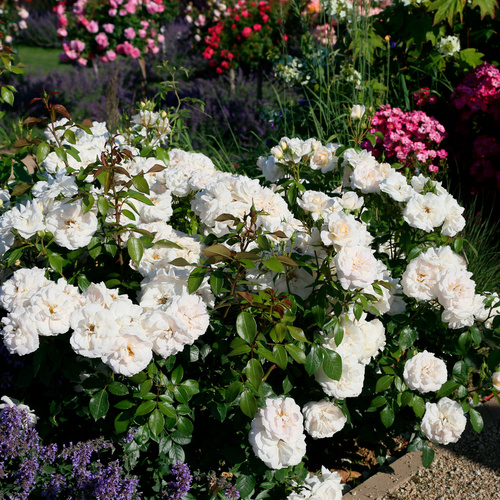 Thumbnail - KORDES ROSEN Beetrose, Rosa »Lions-Rose®«, Blüte: cremeweiß, gefüllt - weiss