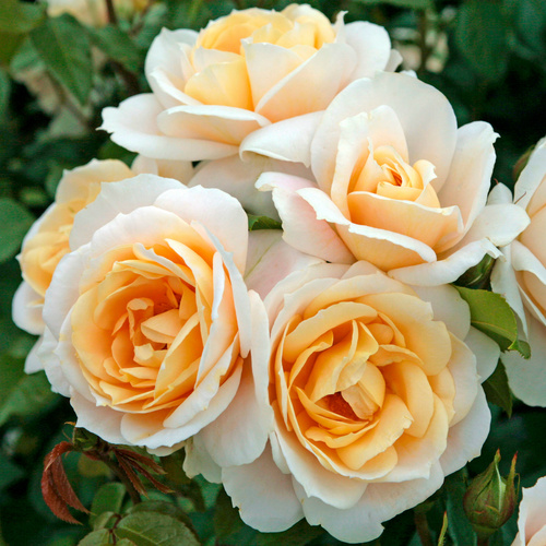 Image of KORDES ROSEN Beetrose, Rosa »Lions-Rose®«, Blüte: cremeweiß, gefüllt - weiss
