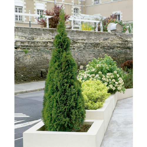 Thumbnail - Lebensbaum, Thuja occidentalis »Smaragd«, immergrün - gruen