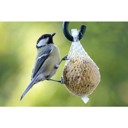Thumbnail - DOBAR Vogelfutter, 100 Stück Meisenknödel Protein