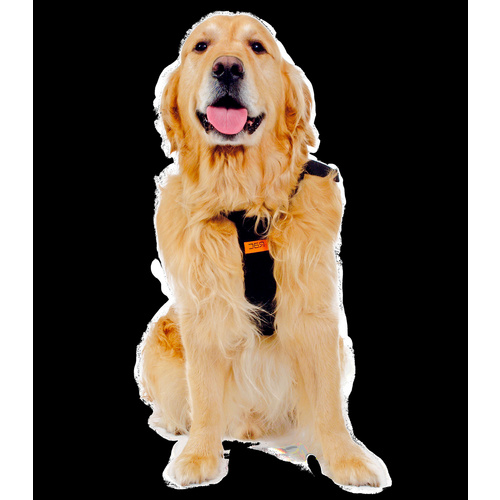Sicherheitsgurt, für Hunde, Nylon, schwarz