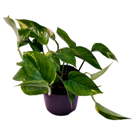 blumenstnder skandi 2er-Set Blumenstnder  Elin & Co