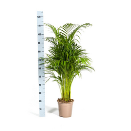 Gartenkrone Goldfruchtpalme Dypsis lutescens - hagebau.de