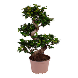 Pflanze Bonsai - hagebau.de