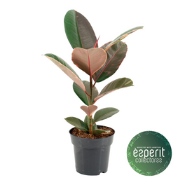 Gummibaum Elastica Ficus Tineke - hagebau.de