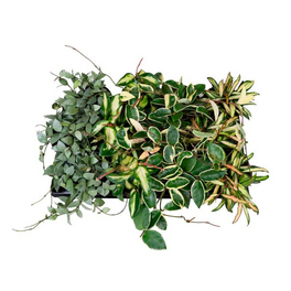 Flowerbox Kriechendes Schnpolster Callisia Repens, 3er-Set, Topf-: 10,5  cm - hagebau.de