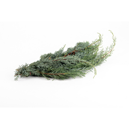 Weihnachtsbäume