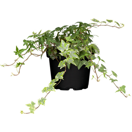 kräuter saatgut Bio Kräutersamen Probierset mit 15 Sorten – Little Plants main image 1