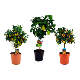 olivenbaum zimmerpflanze kaufen Olivenbaum 'Cultivo' – Olea europaea – 220 cm kaufen – Luna's Leaf Co main image 1