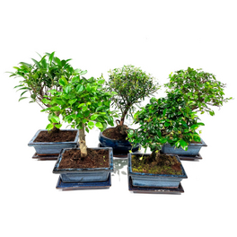 hedera helix ivy care Variegated English Ivy (6 Plants) (2" Pots) 'Hedera helix' Terrariums   Optiflora