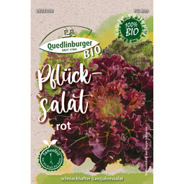 knoblauch saatgut deutschland Schnittknoblauch Saatgut – Küchenkräuter