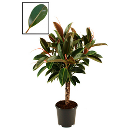Gartenkrone Zimmerpflanze Ficus elastica Pink Camouflage-R- - hagebau.de