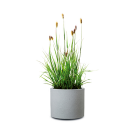 schwarzäugige susanne im blumenkasten Schwarzäugige Susanne