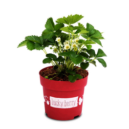 4-Monats-Erdbeere, Fragaria x ananassa »Lucky Berry®«, Frucht: rot, zum Verzehr geeignet