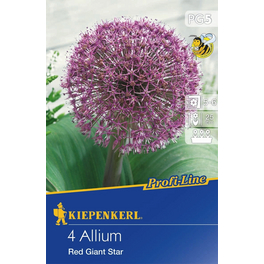 Allium