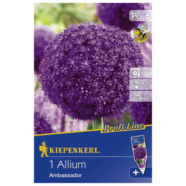 Allium Ambassador, Lila, 1 Stück