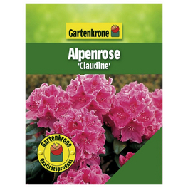 rhododendron elsie lee Elsie Lee main image 0