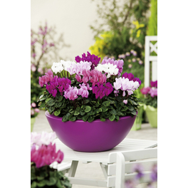 Alpenveilchen, Cyclamen persicum »Freilandsorten«, Blütenfarbe: mehrfarbig Alpenveilchen, Cyclamen persicum »Freilandsorten«, Blütenfarbe: mehrfarbig
