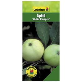 Apfel, Malus domestica »Weisser Klarapfel«, Früchte: süß-säuerlich Apfel, Malus domestica »Weisser Klarapfel«, Früchte: süß-säuerlich
