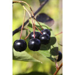 Apfelbeere, Aronia melanocarpa »Aron«, Frucht: blauschwarz, zum Verzehr geeignet
