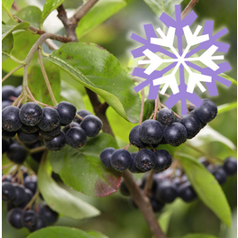 Apfelbeere, Aronia prunifolia »Polar Fruits®«, Frucht: blauschwarz, zum Verzehr geeignet
