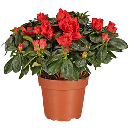 Rhododendron yakushimanum Fantastica, rosarot, Hhe: 25 - 30 cm - hagebau .de